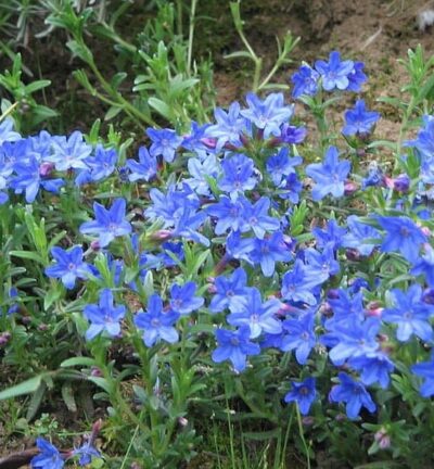 Lithodora diffusa 'Heavenly Blue' (Glandora) - Parelkruid