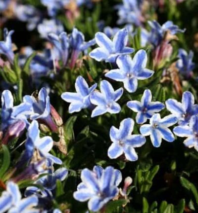 Lithodora diffusa 'Star' (Glandora) - Perlenkraut