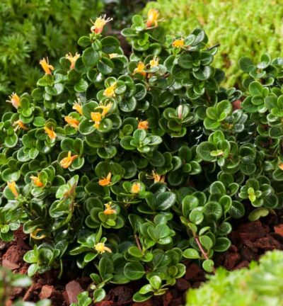 Lonicera crassifolia 'Little Honey' - Dwergkamperfoelie