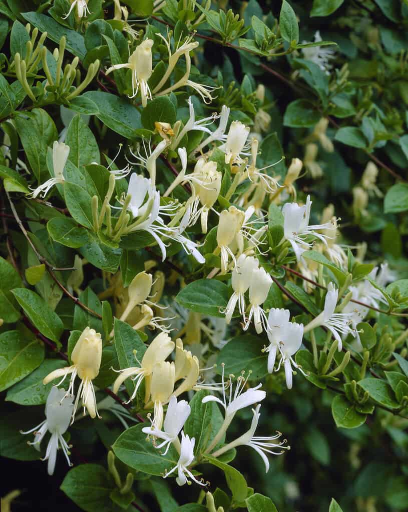 Lonicera Japonica Halliana Japanse Kamperfoelie Plantbezorgd