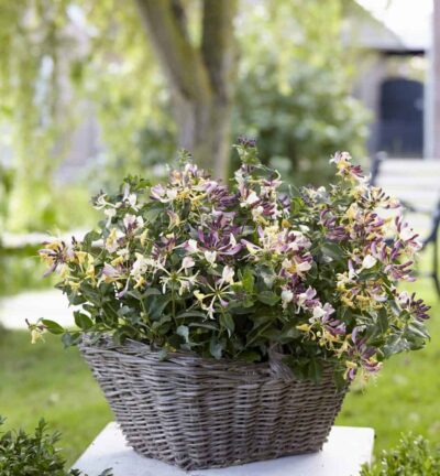 Lonicera periclymenum 'Chic & Choc' - Kamperfoelie