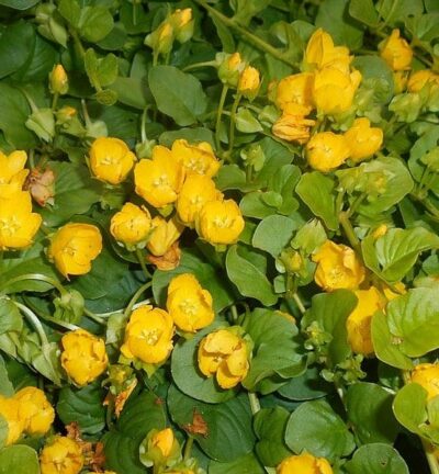 Lysimachia nummularia  -  Penningkruid