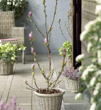 Magnolia soulangeana 'Satisfaction' - Beverboom