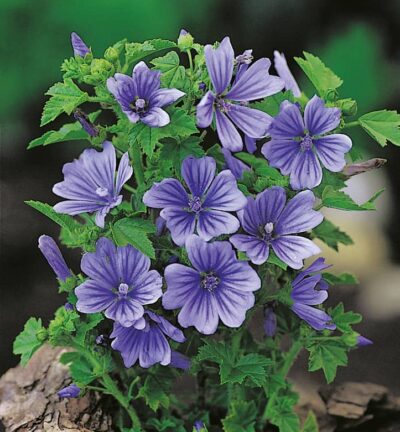 Malva sylvestris 'Primley Blue'  - Muskuskaasjeskruid