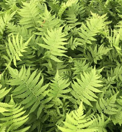 Matteuccia 'struthiopteris' - Struisvaren