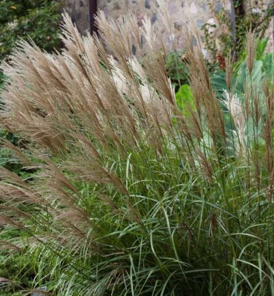 Miscanthus sinensis 'Ferner Osten' - Goldschilf