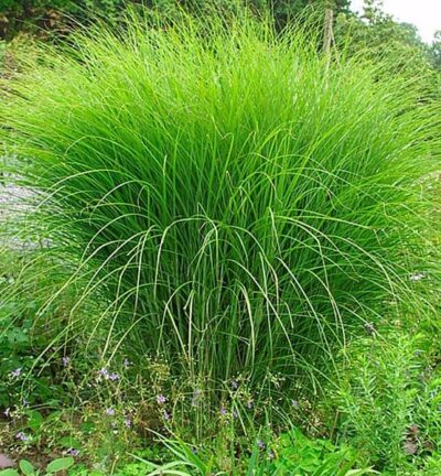 Miscanthus sinensis 'Gracillimus' - Großes Schilfrohr