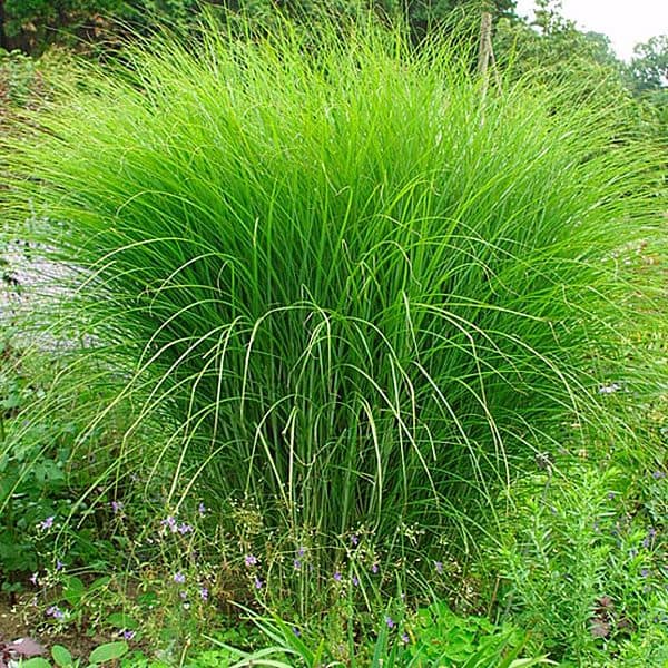 Miscanthus Sinensis 'Gracillimus' - Prachtriet - PlantBezorgd