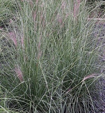 Muhlenbergia capillaris - Muhlenbergia