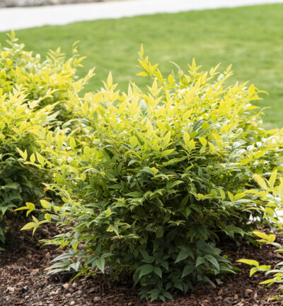 Nandina domestica 'Lemon and Lime' - Hemelse bamboe