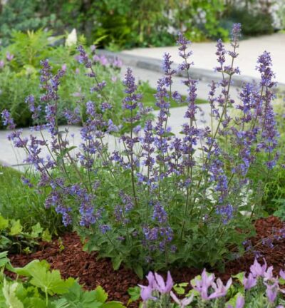 Nepeta faassenii ´Six hills giant´ - Kattenkruid
