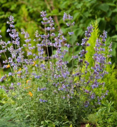 Nepeta faassenii 'Walker's low' - Katzenminze