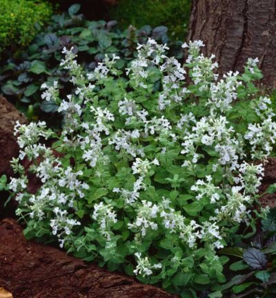 Nepeta racemosa 'Schneeflocke' - Katzenminze