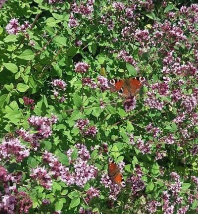 Origanum vulgare - Echte Marjolein