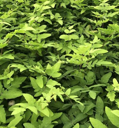 Osmunda regalis 'Purpurascens' - Koningsvaren