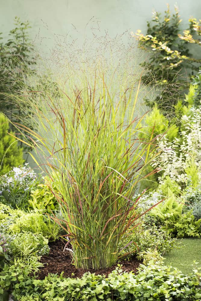Panicum virgatum Rehbraun Vingergras