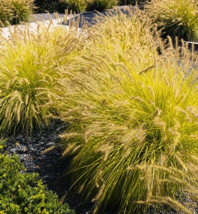 Pennisetum alopecuroides 'Hameln Gold' - Lampenpoetsersgras