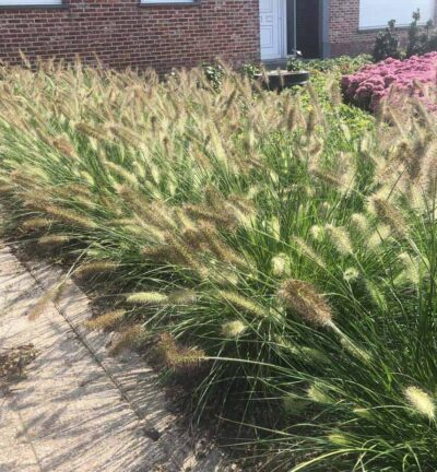 Pennisetum alopecuroides 'Little Bunny' - Lampenschirmgras