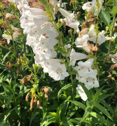 Penstemon 'White Bedder' - Slangekop