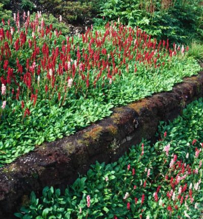 Persicaria affinis 'Superba' - Duizendknoop