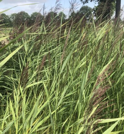 Phragmites 'australis' - Riet