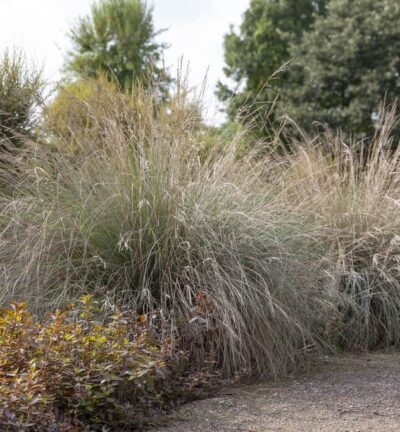 Poa labillardierei 'Glauca' - Blauw Bergbeemgras