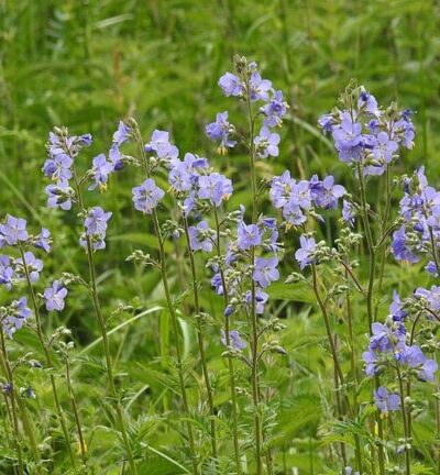 Polemonium caeruleum - Jakobsleiter