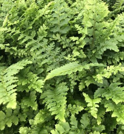 Polystichum setiferum 'Herrenhausen' - Naaldvaren