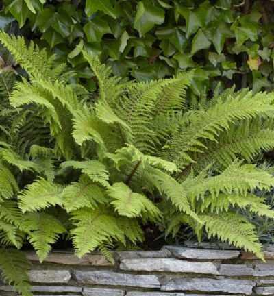 Polystichum setiferum 'Proliferum' - Naaldvaren