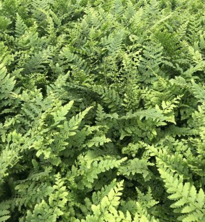 Polystichum 'setiferum' - Weicher Nadelfarn