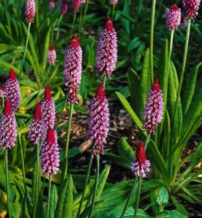 Primula Vialii - Sleutelbloem