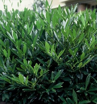 Prunus laurocerasus Otto Luyken - Kirschlorbeer