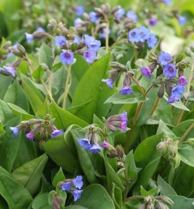 Pulmonaria angustifolia 'Blue Ensign' - Longkruid