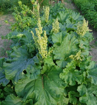 Rheum Rhabarbarum - Rabarber