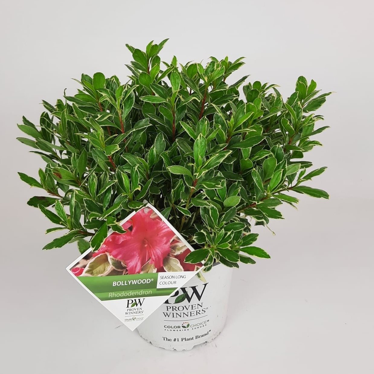 rhododendron im topf kaufen Rhododendron 'Roseum Elegans' 30-40cm im großen Topf