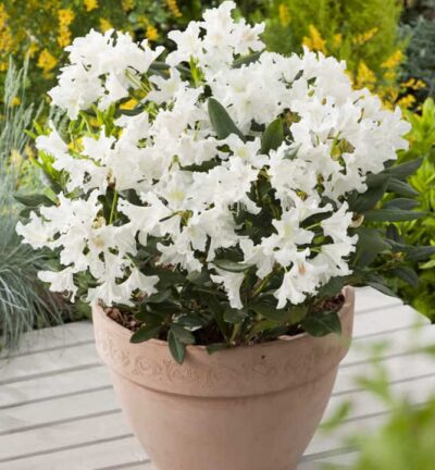 Rhododendron 'Cunninghams White' - Rododendron