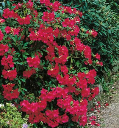 Rhododendron 'Elizabeth Red Foliage' - Zwerg-Rhododendron