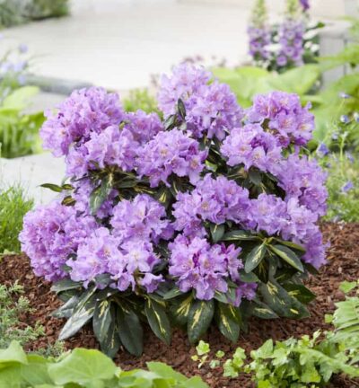 Rhododendron 'Goldflimmer' - Rhododendron