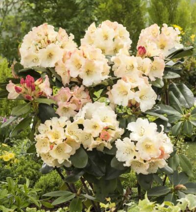 Rhododendron 'Horizon Monarch' - Rhododendron