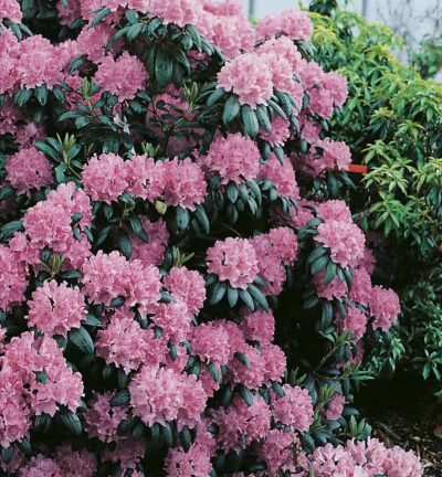 Rhododendron 'Roseum Elegans' - Rhododendron