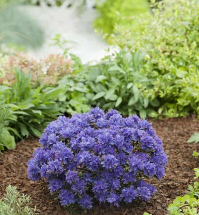 Rhododendron 'Russatum' - Rododendron