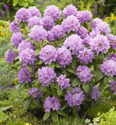 Rhododendron catawbiense 'Grandiflorum' - Rododendron