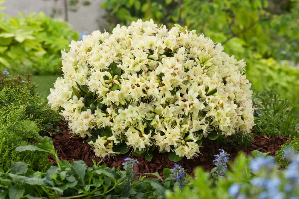 Rhododenron 'Shamrock' - Zwerg-Rhododendron