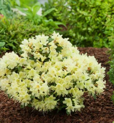 Rhododenron ´Princess Anne´ -  Dwerg rododendron