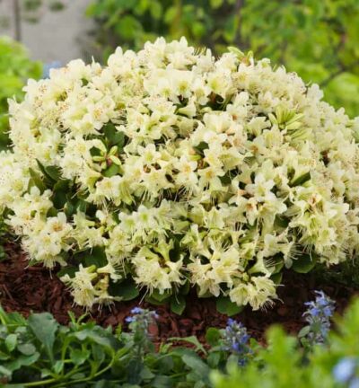 Rhododenron ´Shamrock´ -  Dwerg rododendron