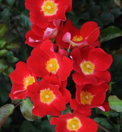 Rosa (H) 'Symphonica' - Trosroos