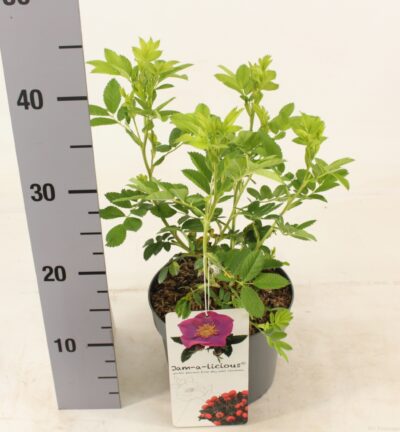 Rosa rugosa JAM-A-LICIOUS ® - Roos