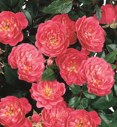 Rosa (P) 'Lovely Fairy' - Sprührose