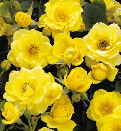 Rosa (P) 'the Fairy Dolly Dot' - Trosroos