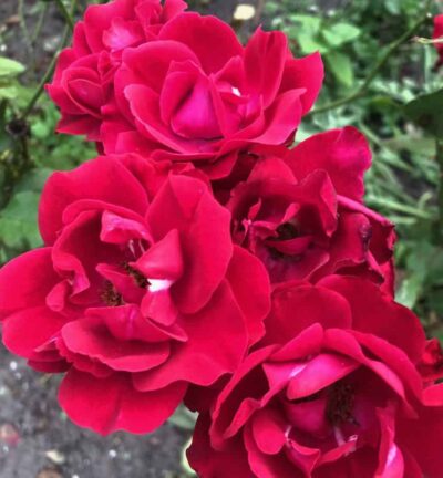 Rosa (P) 'the Fairy Red' - Trosroos